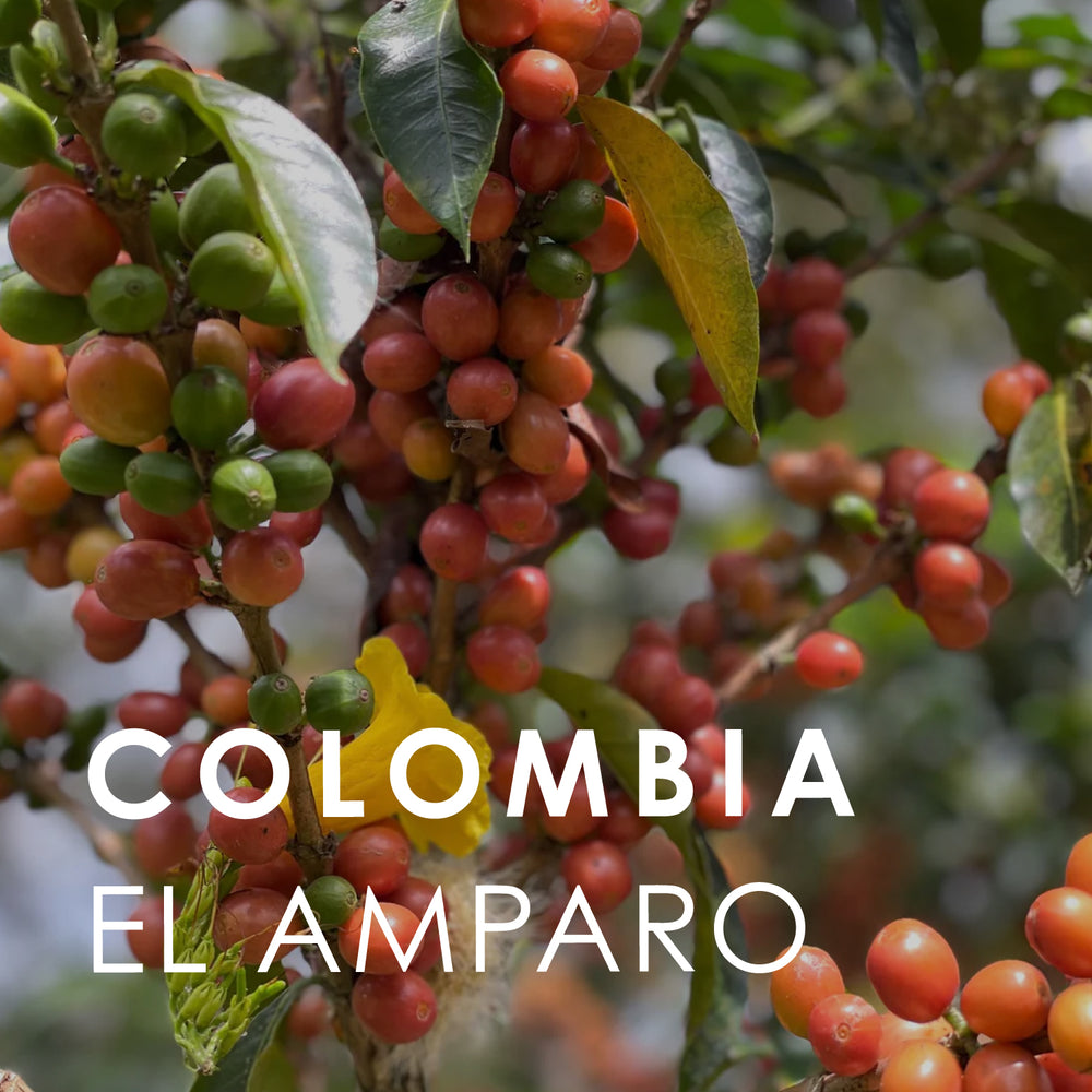 Colombia El Amparo