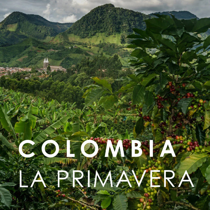 Colombia La Primavera Gesha (150g)